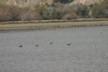 Black Swans on Banks peninsular