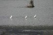 Geese 1