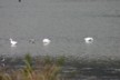 Geese 2