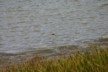 Stilt on Banks peninsular
