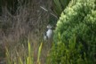 A baby yellow-eyed penguin