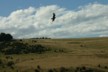 A hawk near the yellowed-eyed penguins