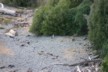 A yellow-eyed penguin returns home