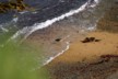An oyster catcher on the yellow-eyed penguin beach