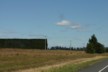 Journey to Oamaru - tall hedges are often seen