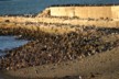 More shags