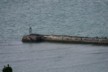 Shags from the lookout