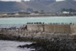 Shags near the blue penguin colony