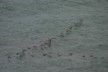 Shags returning home