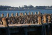The gathering of the shags