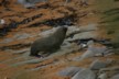 A seal near the lighthouse