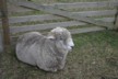 A sheep at the Totara estate