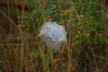 A spider's nest at Shag Point