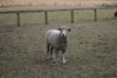Another sheep at the Totara estate