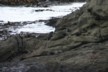 Seals resting