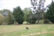 A lonely alpaca