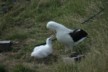 Mr Albatross about to regurgitate
