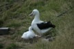 Mr Albatross and child