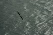 Yet another flying albatross