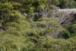 A bellbird at Niagara Falls