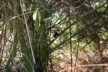 Another bird on the estuary boardwalk