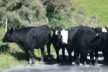 Cows on the road