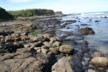 More trees at Curio Bay