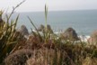 Nugget Point