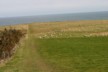 Sheep at Slope Point