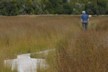 The estuary boardwalk at Papatowai
