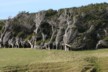 Wind swept trees at Slope Point