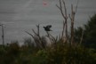 A New Zealand pigeon