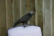 A noisey kaka