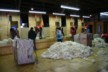 Shearing five-a-time at Greenbush