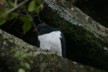 A New Zealand pigeon