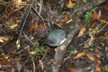 A Stewart Island robin