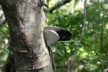A bracket fungus