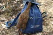 A curious weka