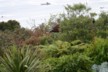 A flying kaka
