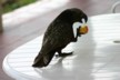 A kaka and a peach