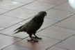 A kaka with a small piece of peach