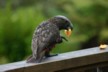 A ravinous kaka