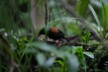 A saddleback