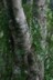 A tree with an epiphytic orchid