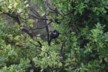 A tui