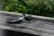 A tui and wasps