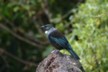 A tui awaits
