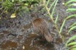 A weka