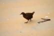 A weka strolls along the strand