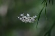 Close-up of the tree orchid